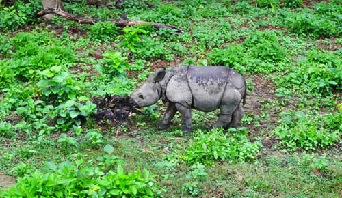Top 7 Adventure Activities in Chitwan National Park of Nepal