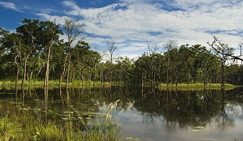 Top 5 Wildlife Species You Can Spot in Chitwan National Park