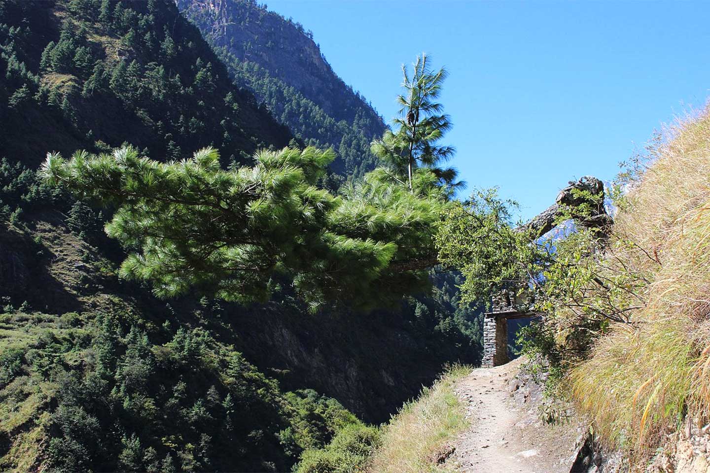 Dense Forest Route in Manaslu Conservation Area