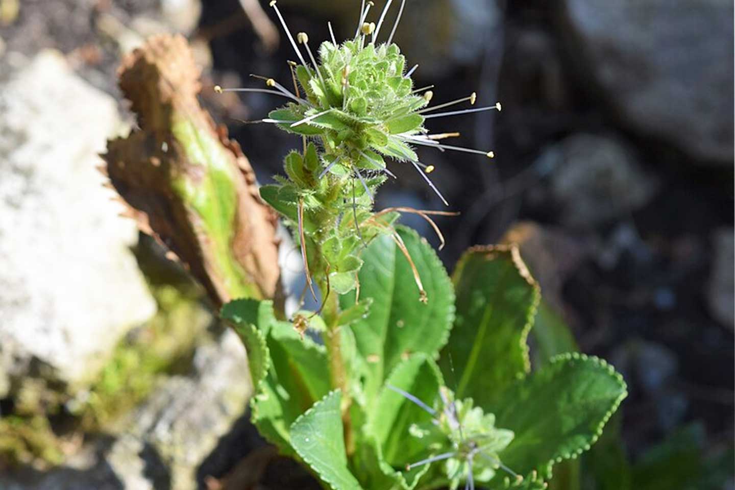 Top 5 Medicinal Plants in the Manaslu Region