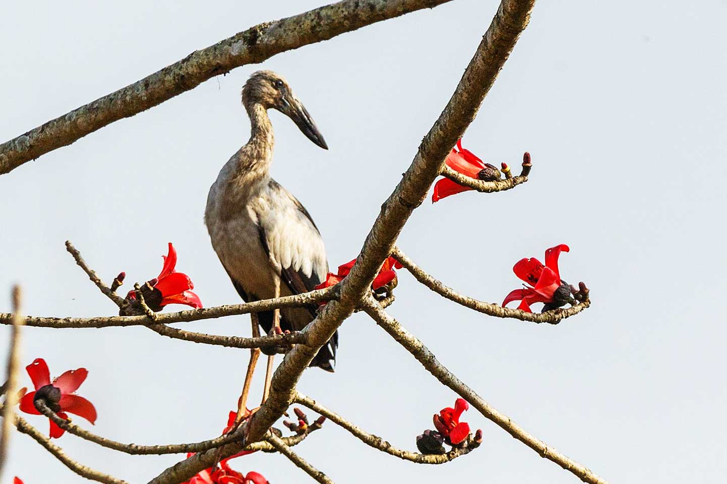 Anastomus Oscitans in Chitwan National Park