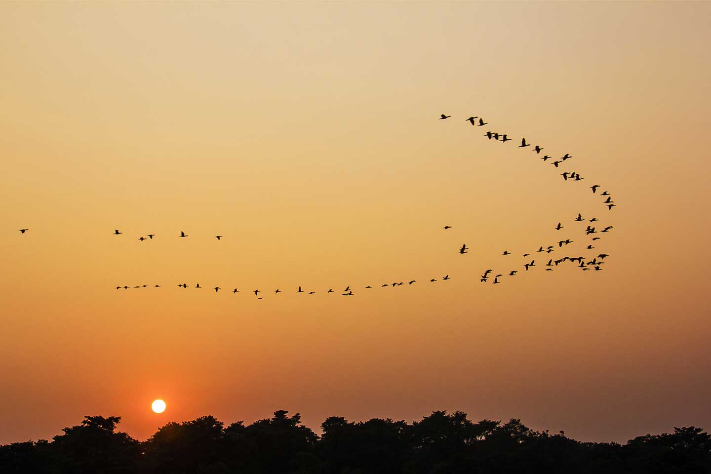 Early Morning Birdwatching in Chitwan National Park