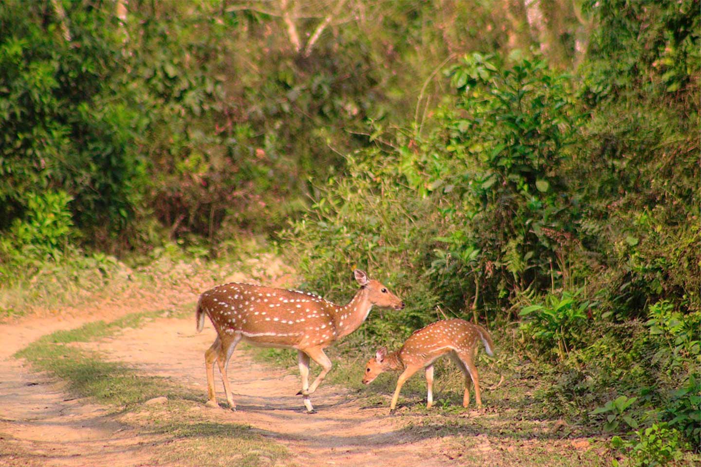Spotted Deer in Chitwan National Park
