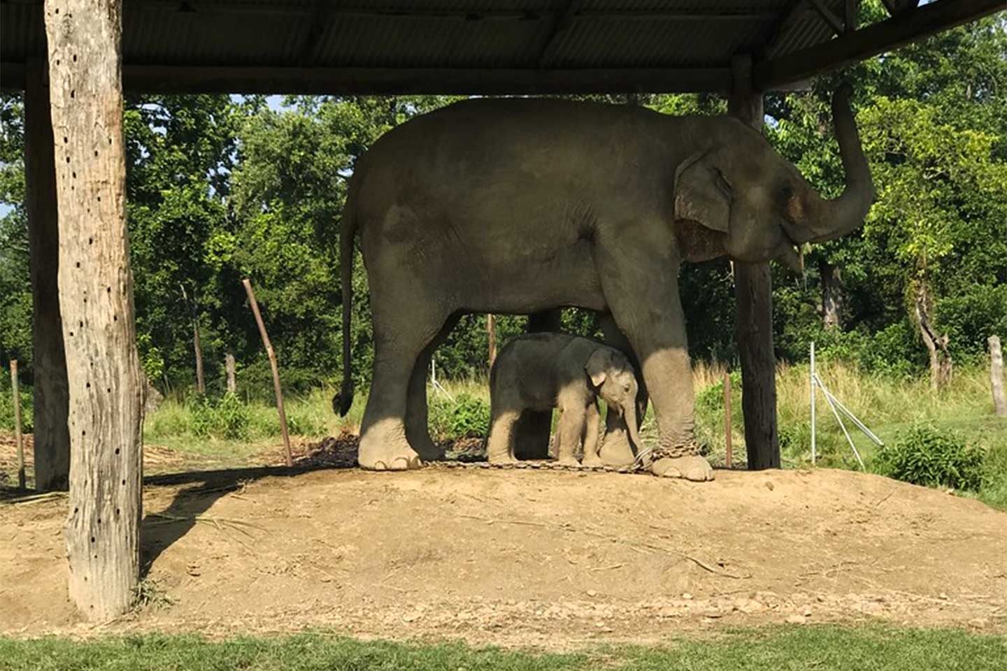 Elephant Breeding Centre in Chitwan
