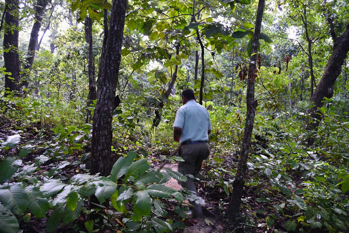 Chitwan National Park Jungle Walk