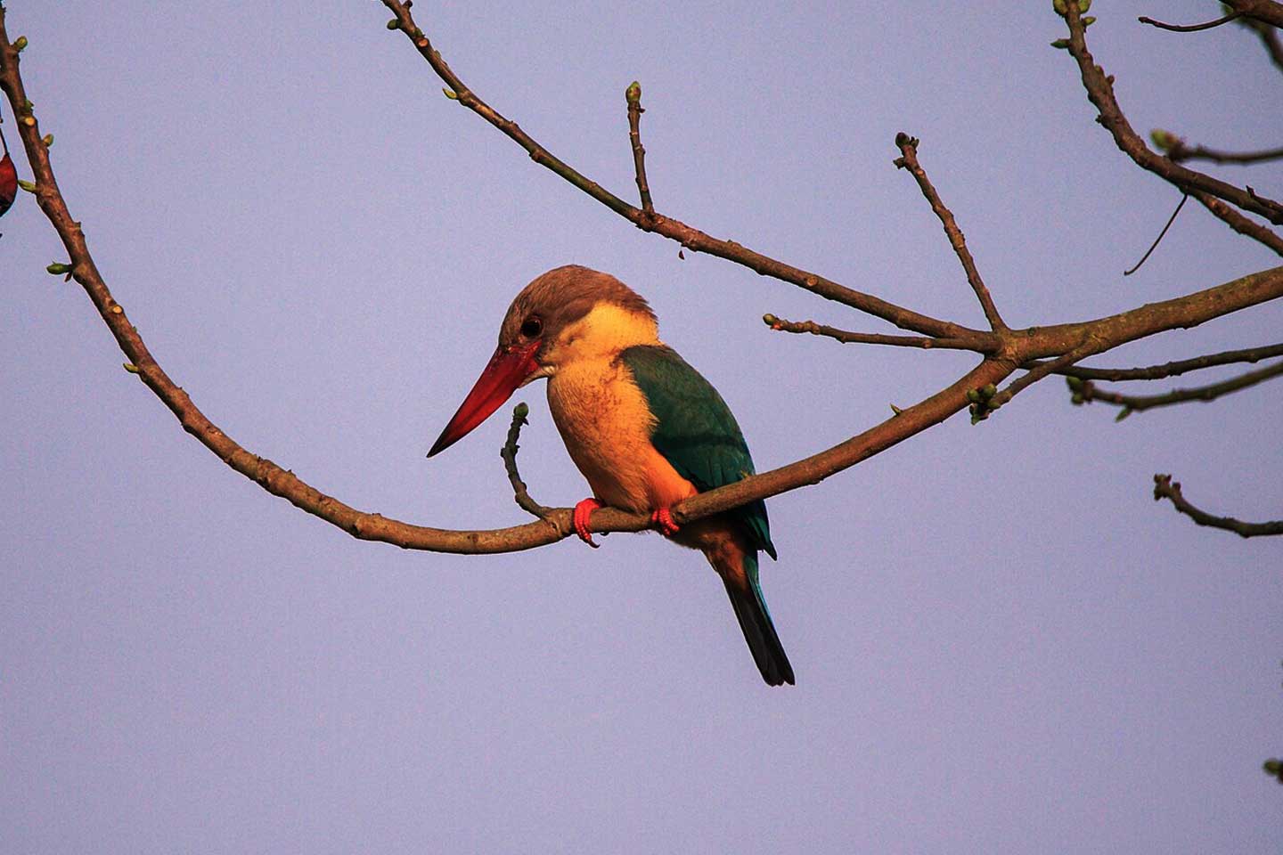 Stork Billed Kingfisher In Chitwan National Park