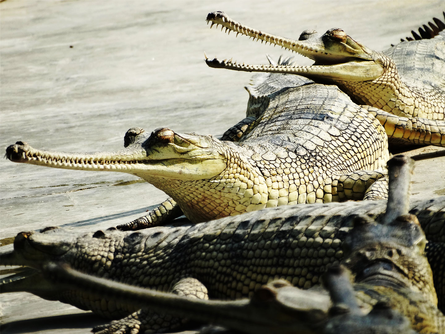 Gharial Crocodile Breeding Centre in Chitwan