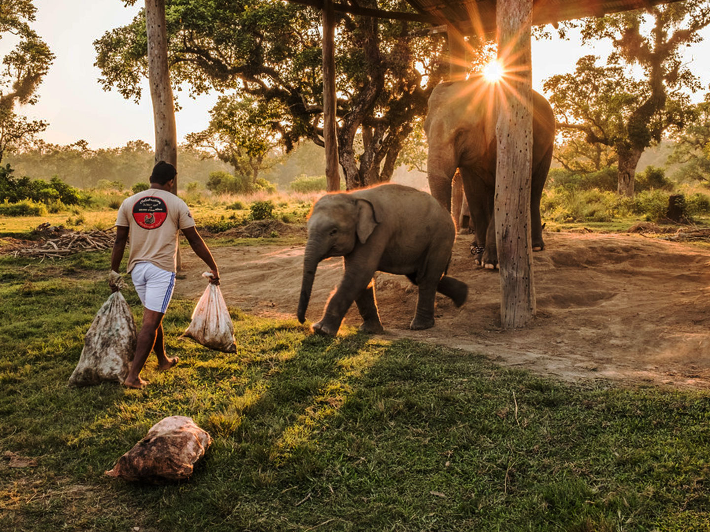 Asian Elephant in Elephant Breeding Center in Chitwan