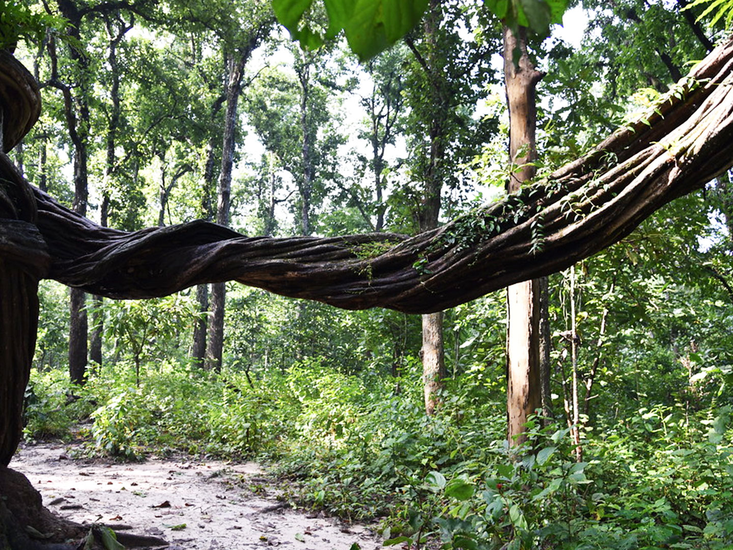 Jungle Walk Experience in Chitwan