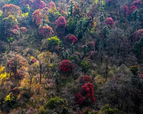 Beautifull Rhododendron Forest 
