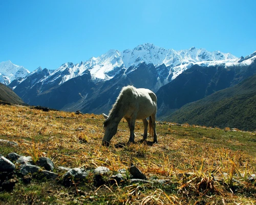 Langtang Region Lifestyle 