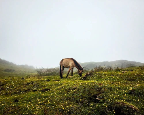 Mardi Himal Trek Route