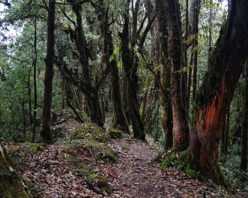 Mardi Trekking Route 