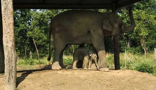 Elephant Breeding Center Travel Guide